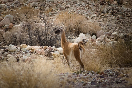 Guanaco (Lama guanicoe) spotted in the Aconcagua procincial park in Mendoza, Argentina.