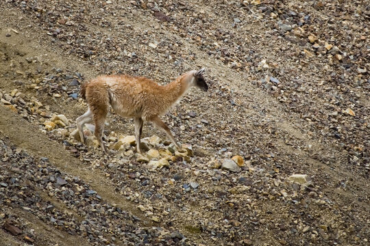Guanaco (Lama guanicoe) spotted in the Aconcagua procincial park in Mendoza, Argentina.