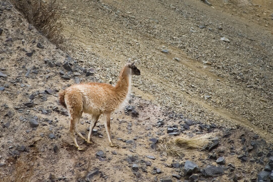 Guanaco (Lama guanicoe) spotted in the Aconcagua procincial park in Mendoza, Argentina.