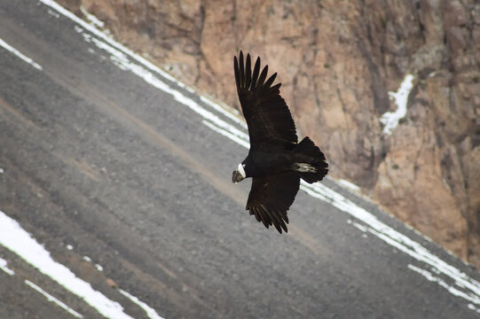 Majestic Andean condor (Vultur gryphus) in flight, spotted in the Aconcagua provincial park in Mendoza, Argentina.