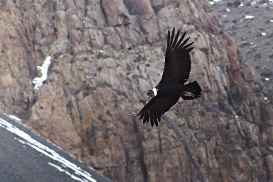 Majestic Andean condor (Vultur gryphus) in flight, spotted in the Aconcagua provincial park in Mendoza, Argentina.