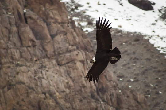 Majestic Andean condor (Vultur gryphus) in flight, spotted in the Aconcagua provincial park in Mendoza, Argentina.