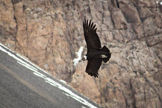 Majestic Andean condor (Vultur gryphus) in flight, spotted in the Aconcagua provincial park in Mendoza, Argentina.