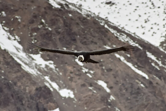 Majestic Andean condor (Vultur gryphus) in flight, spotted in the Aconcagua provincial park in Mendoza, Argentina.