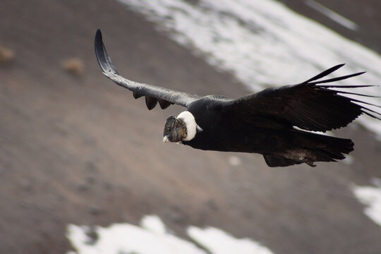 Majestic Andean condor (Vultur gryphus) in flight, spotted in the Aconcagua provincial park in Mendoza, Argentina.