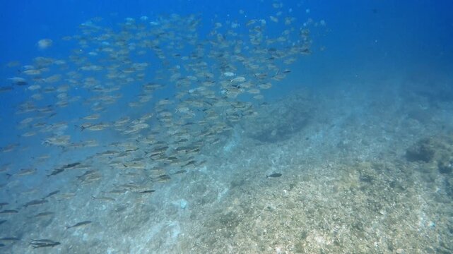 School of Bigeye Trevally Swimming near Tonbara Rock in Kume Island, Okinawa, Japan during Summer