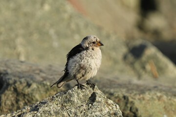 Fototapeta premium The snow bunting (Plectrophenax nivalis) is a passerine bird in the family Calcariidae. It is an Arctic specialist, with a circumpolar Arctic breeding range throughout the northern hemisphere.