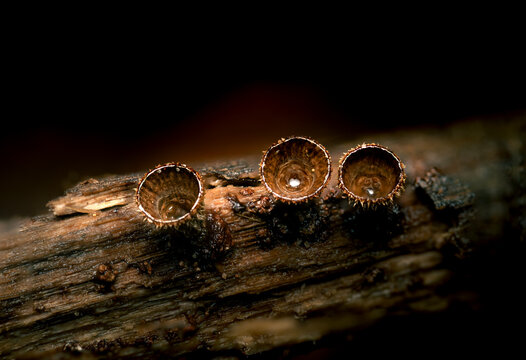 Bird's Nest Fungi on Rotting Wood