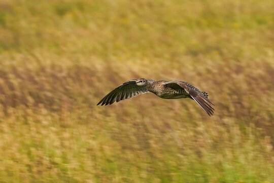 The Eurasian whimbrel is a wader in the large family Scolopacidae. It is one of the most widespread of the curlews.