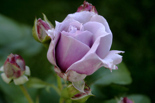 rose "sandra renessance"