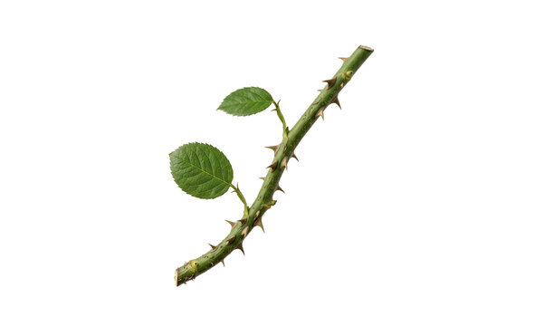 A single green rose stem with sharp thorns and small leaves isolated on transparent background