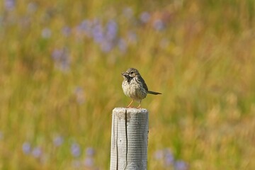 The meadow pipit (Anthus pratensis) is a small passerine bird that breeds throughout much of the Palearctic, from south-eastern Greenland and Iceland. © Mariusz