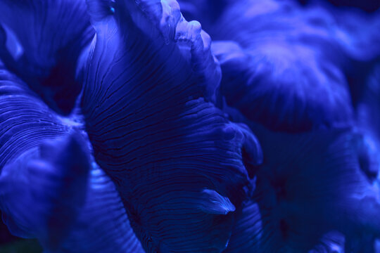 Blue Coral Macro Texture