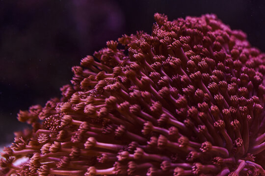 Pink Soft Coral Macro Texture