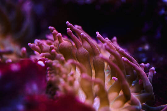 Pink Sea Anemone Macro Underwater