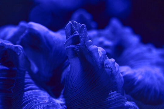 Blue Coral Macro Texture