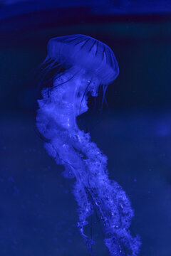 Glowing Jellyfish in Blue Water