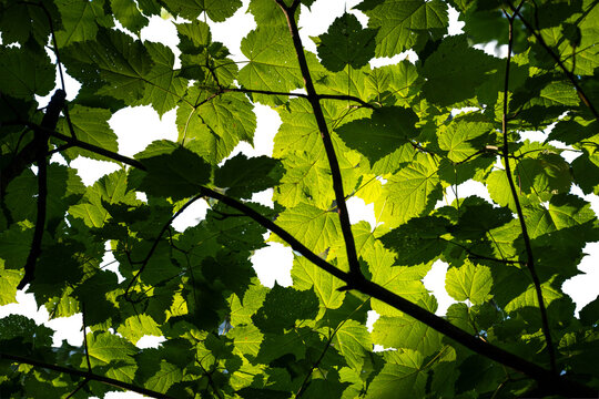 Looking up through brightly lit green leaves with a transparent background
