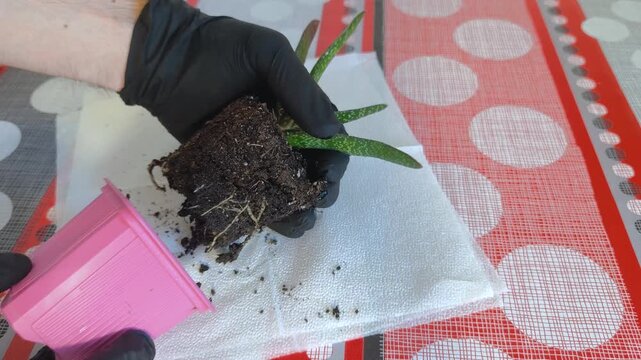 Removing a Gasteria plant from its pot before repotting into fresh soil