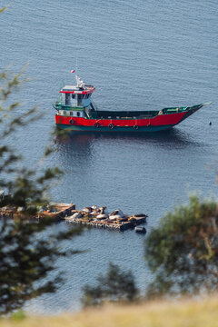 Sea Lions and Red Boat