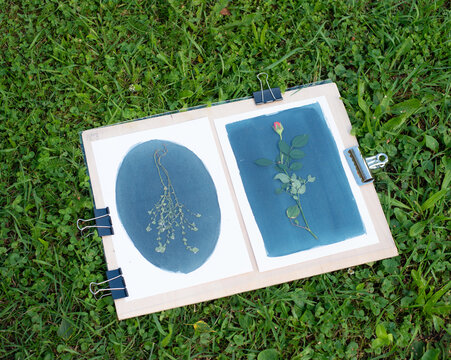 Preparing Botanical Cyanotype Print