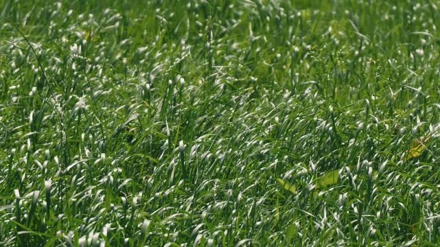 Close-up of grassland swaying in strong sunlight and wind
