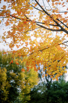 Golden Autumn Maple Leaves at Riverdale Farm Toronto