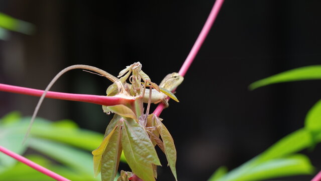 Oriental Garden Lizard Blending with Plant Stem