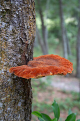 red mushroom on a tree © klevith