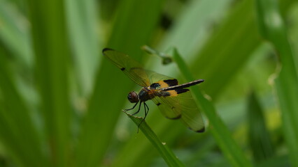 Vibrant dragonfly perching on a lush green plant © Jimmy