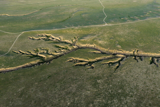 Aerial view of the dramatic erosion patterns of Airakty, resembling intricate tree roots carved into the vast green steppe landscape of Shetpe, Mangystau Region, Kazakhstan.