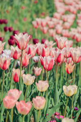 Fototapeta premium Pink and White Tulips Blooming in a Spring Garden