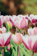 Fototapeta premium Pink and White Tulips in Bloom in a Spring Garden