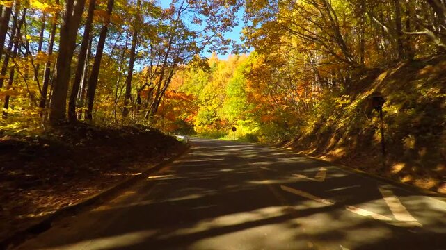 紅葉の道をドライブ
