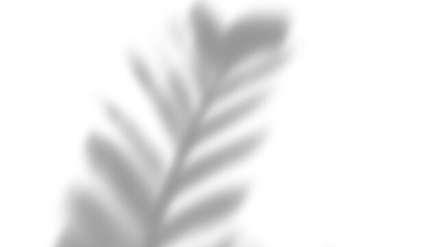 window shadow of tree overlay Effect PNG	
