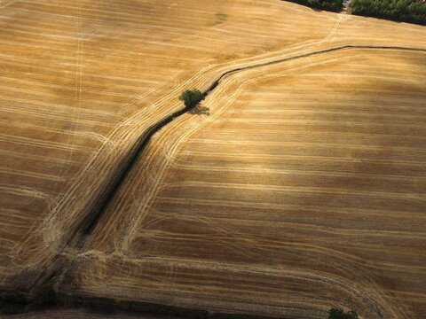 Aerial view of a golden harvested wheat field with a central hedge line and a solitary tree in Burton Latimer, England, United Kingdom.