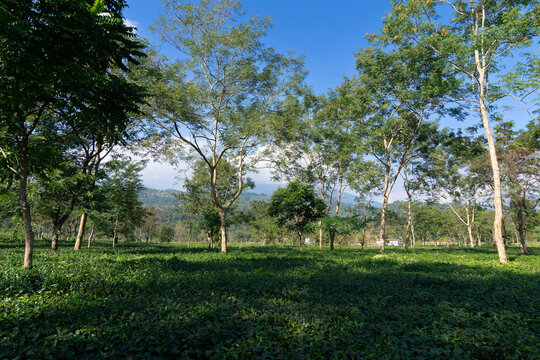 View of Jhalong tea estate with trees and blue sky with cloud above - tea estate stock image Lush greenery, surrounding valley landscapes, picturesque local tea garden at Dooars, West Bengal, India.