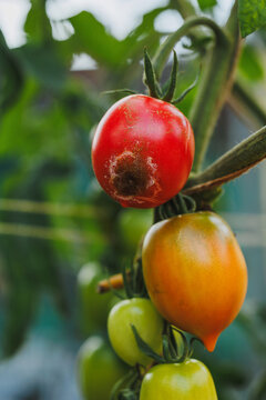 Tomato with late blight. Tomato disease.