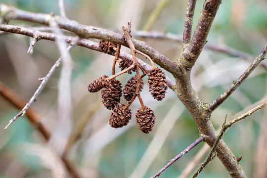 Close-up of alder cones hanging from a branch.