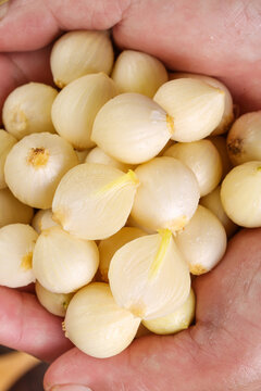 Fresh Rakkyo Bulbs in Hands - Asian Garlic-Like Vegetables with Rootlets for Cooking