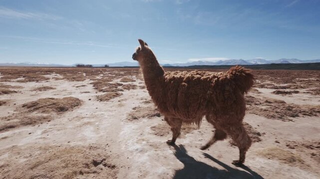 Single Llama walking in a dry desert landscape in the Puna - Catamarca Argentina
