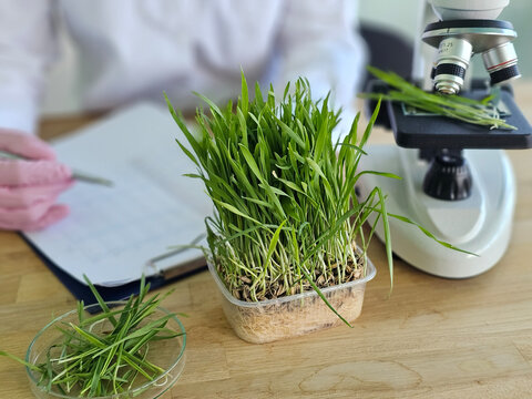 Researcher studies plant growth using a microscope in a lab setting with grass samples