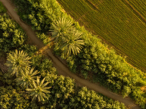 Aerial view of a dirt path lined with lush palm trees running alongside a vibrant green agricultural field in Kafel, Babylon Governorate, Iraq.