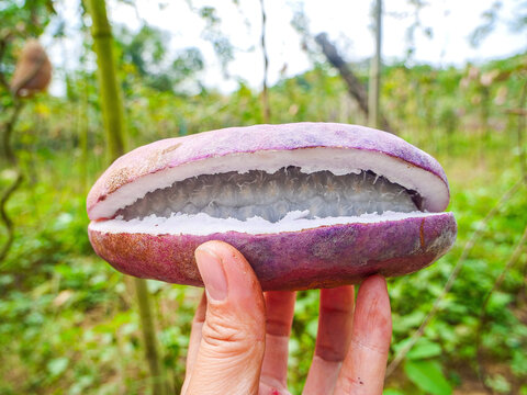 Fresh Tropical Fruit with Purple Skin Picked During August Harvest in Yunnan China