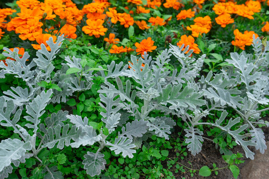 Silver dusty miller foliage and blooming orange marigolds, natural garden style, contrasting vibrant colors, flowerbed landscape composition used for botanical backdrop