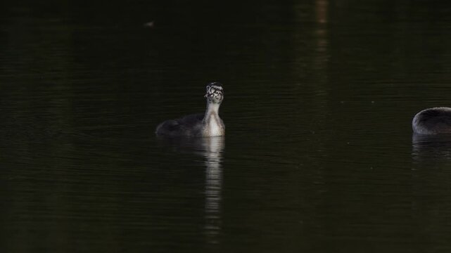 A juvenile A juvenile great crested grebe (Podiceps cristatus) preening its feathers