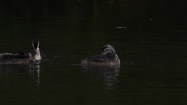 A juvenile A juvenile great crested grebe (Podiceps cristatus) preening its feathers