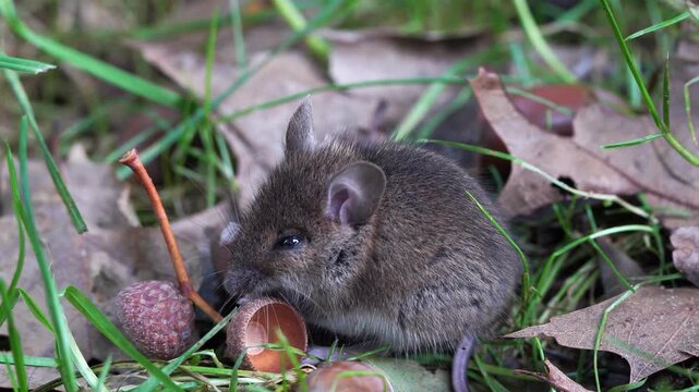 A wood mouse (Apodemus sylvaticus) eating a acorn