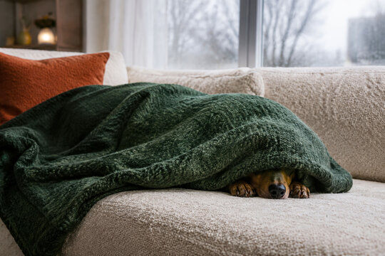 Funny Dachshund Hiding Under a Warm Blanket on a Cold Winter Morning