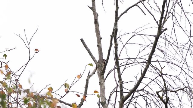 A male lesser spotted woodpecker (Dryobates minor) foraging in a birch in autumn